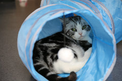 PetLike S Way cat tunnel collapsed for easy storage after a quick pop.