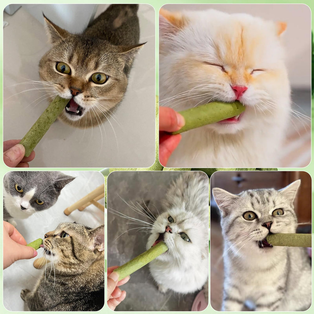 Petllgood cat grass sticks serving bowl displays practical daily treat for cats.