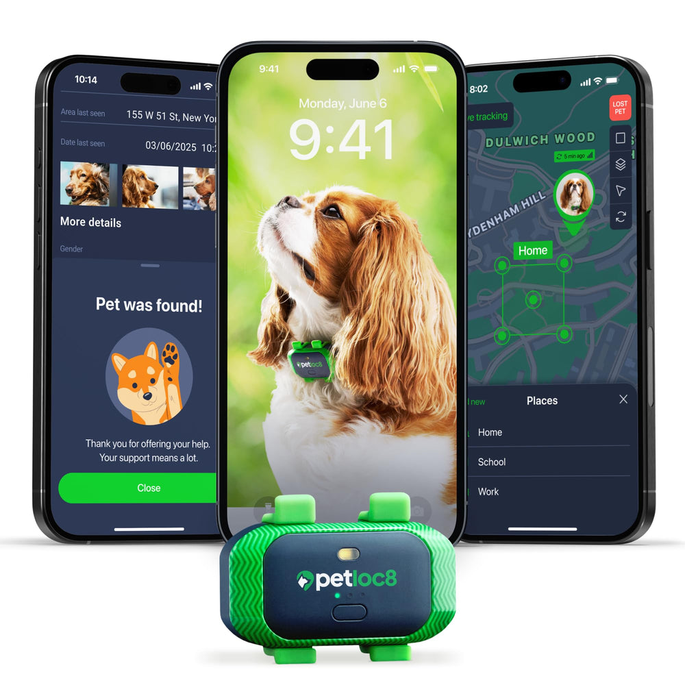 PETLOC8 dog GPS tracker real-time location helps you locate your dog quickly during outdoor adventures