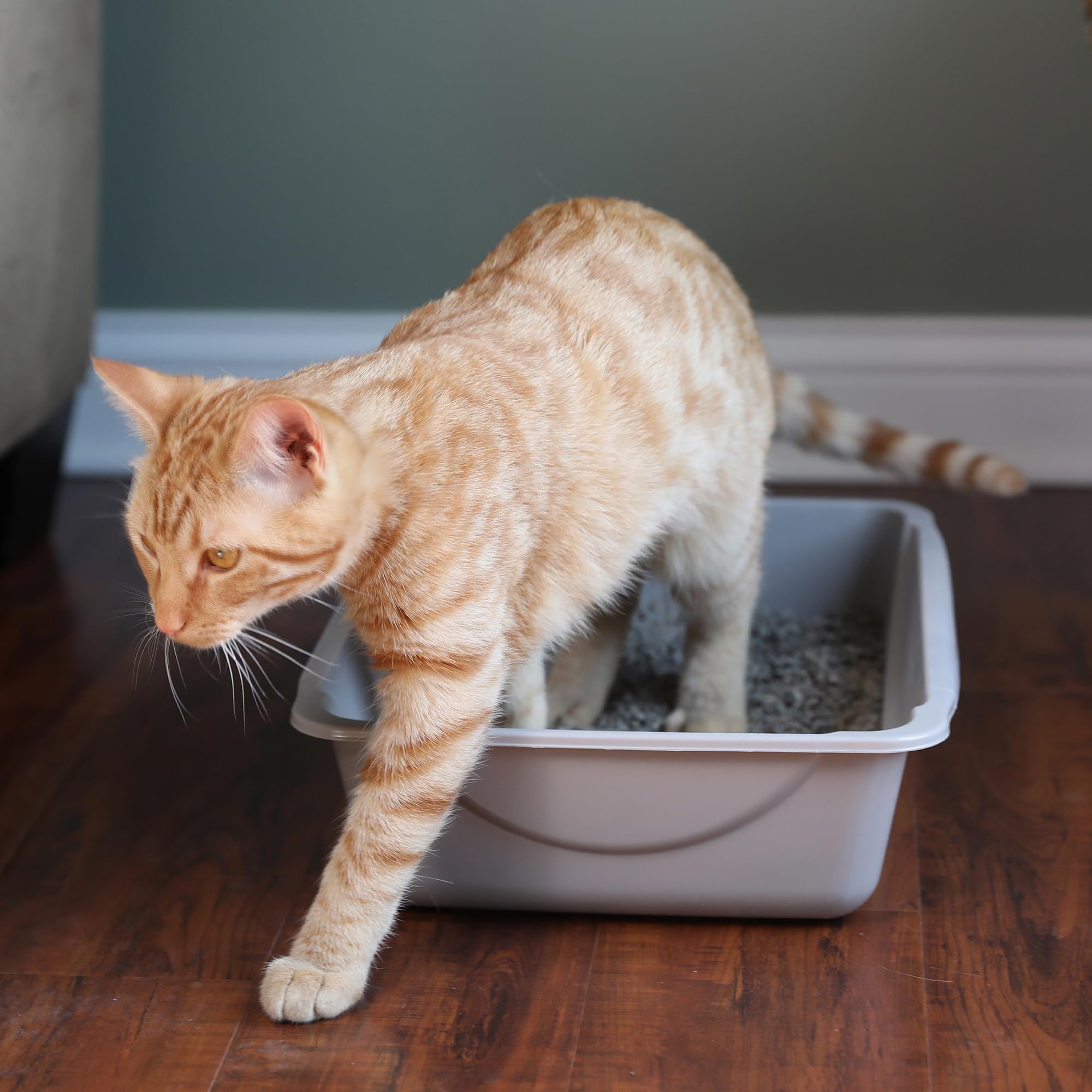 Petmate Open Litter Pan blue small—side view shows wide base for containment.