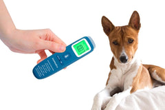 PetMedics non-contact thermometer focused on dog's belly for quick, hygienic temp check.