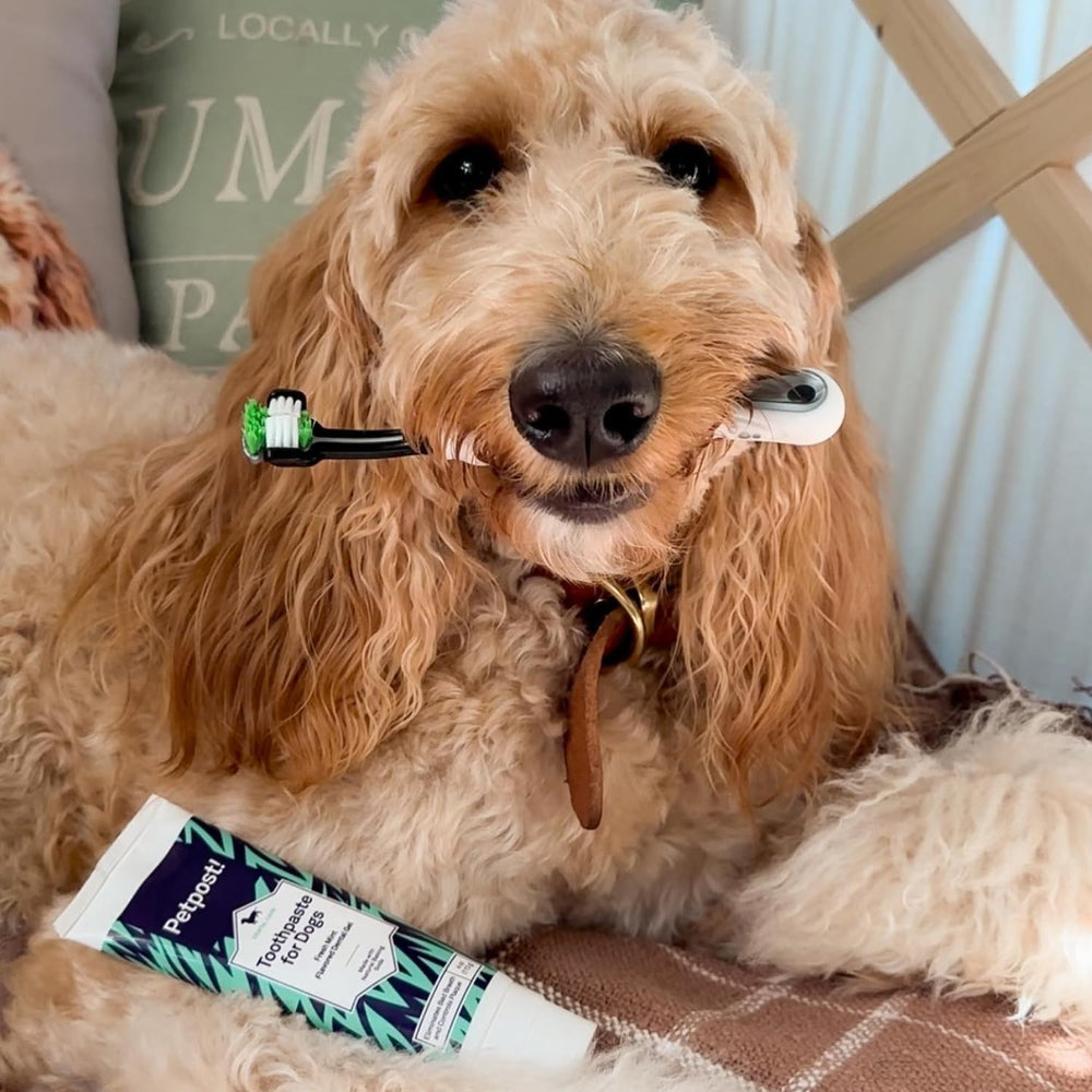 Petpost brushing session showing dirt buildup removal potential
