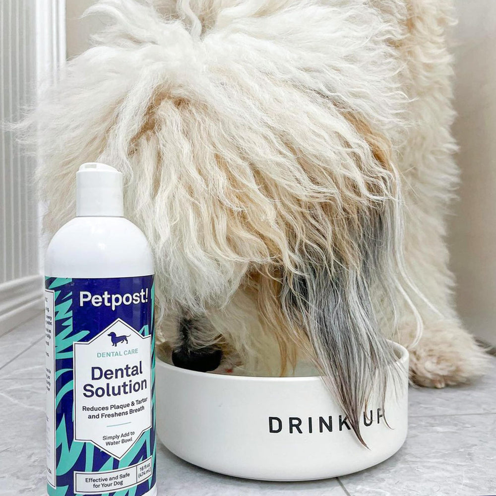 Petpost dental solution water additive happy dog after drinking demonstrates a positive routine