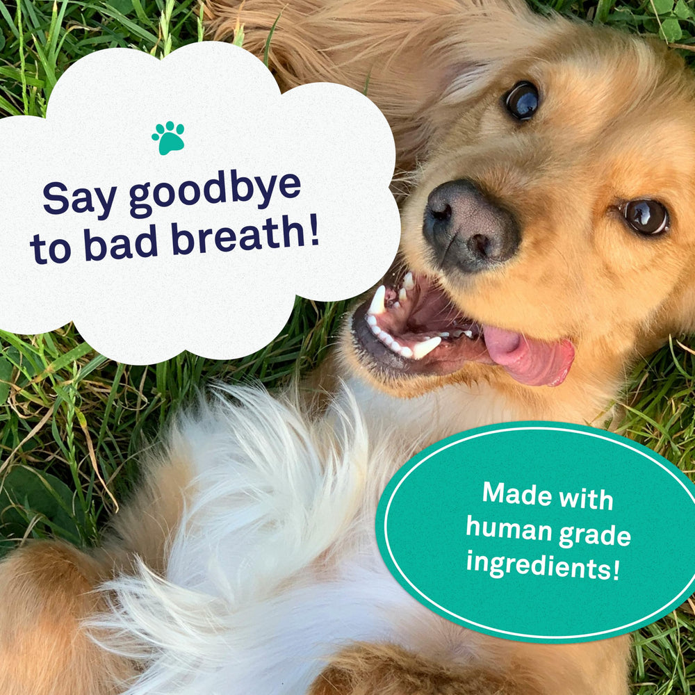 Petpost dental solution water additive closeup highlights ingredients and potential plaque reduction benefits