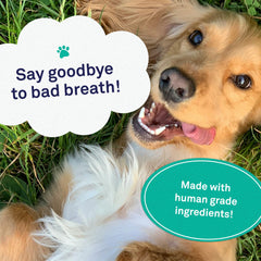 Petpost dental solution water additive closeup highlights ingredients and potential plaque reduction benefits