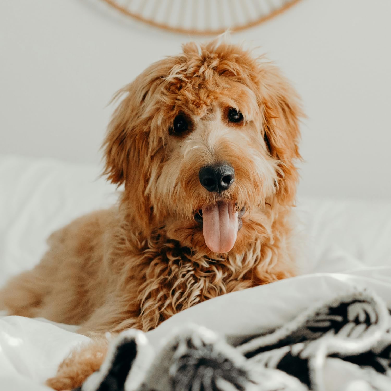 Petpost Detangling Spray USA-made formula supports safe at-home care.