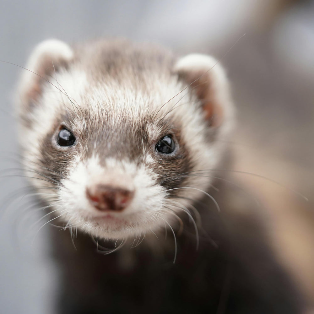 Petpost Ferret Shampoo packaging recyclable image highlighting USA-made packaging