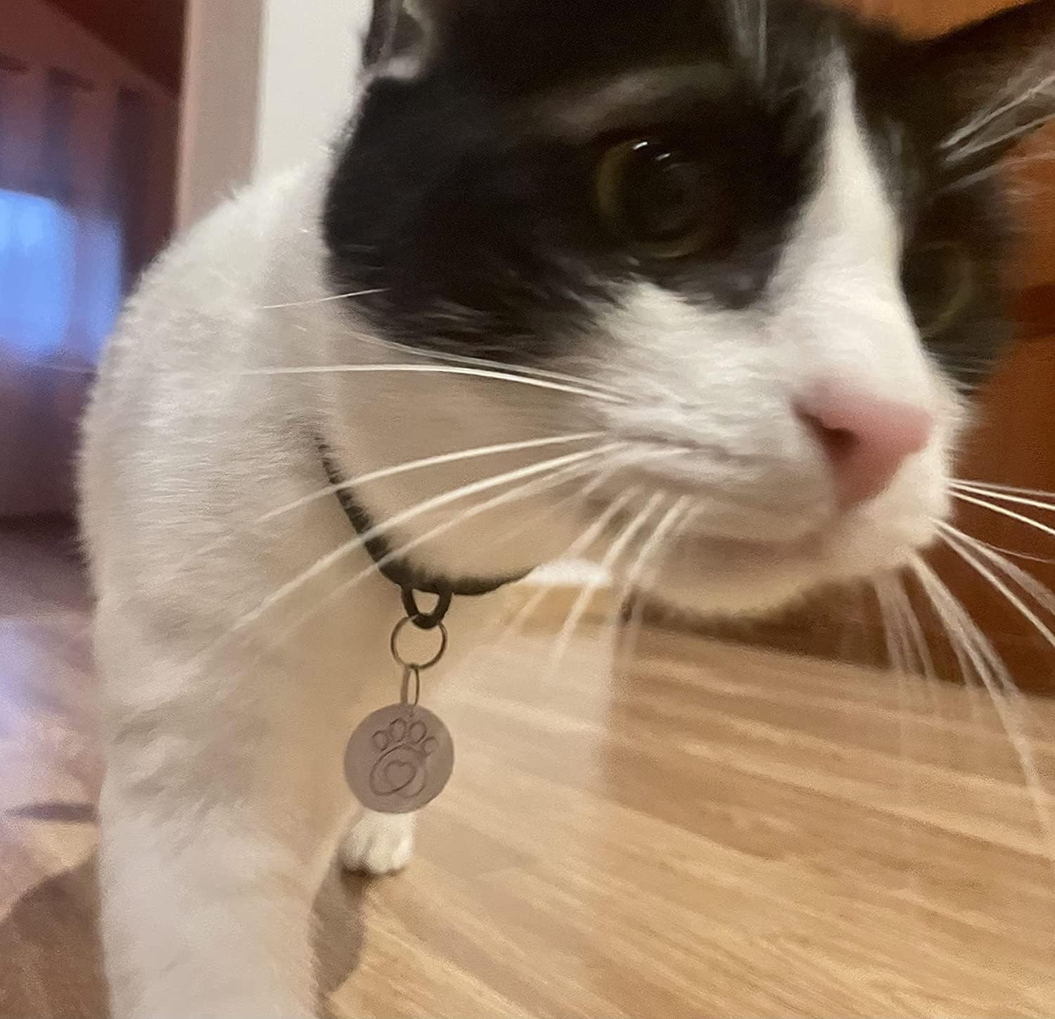 PETQUALITY Show That Love cat flap compatibility makes setup straightforward.