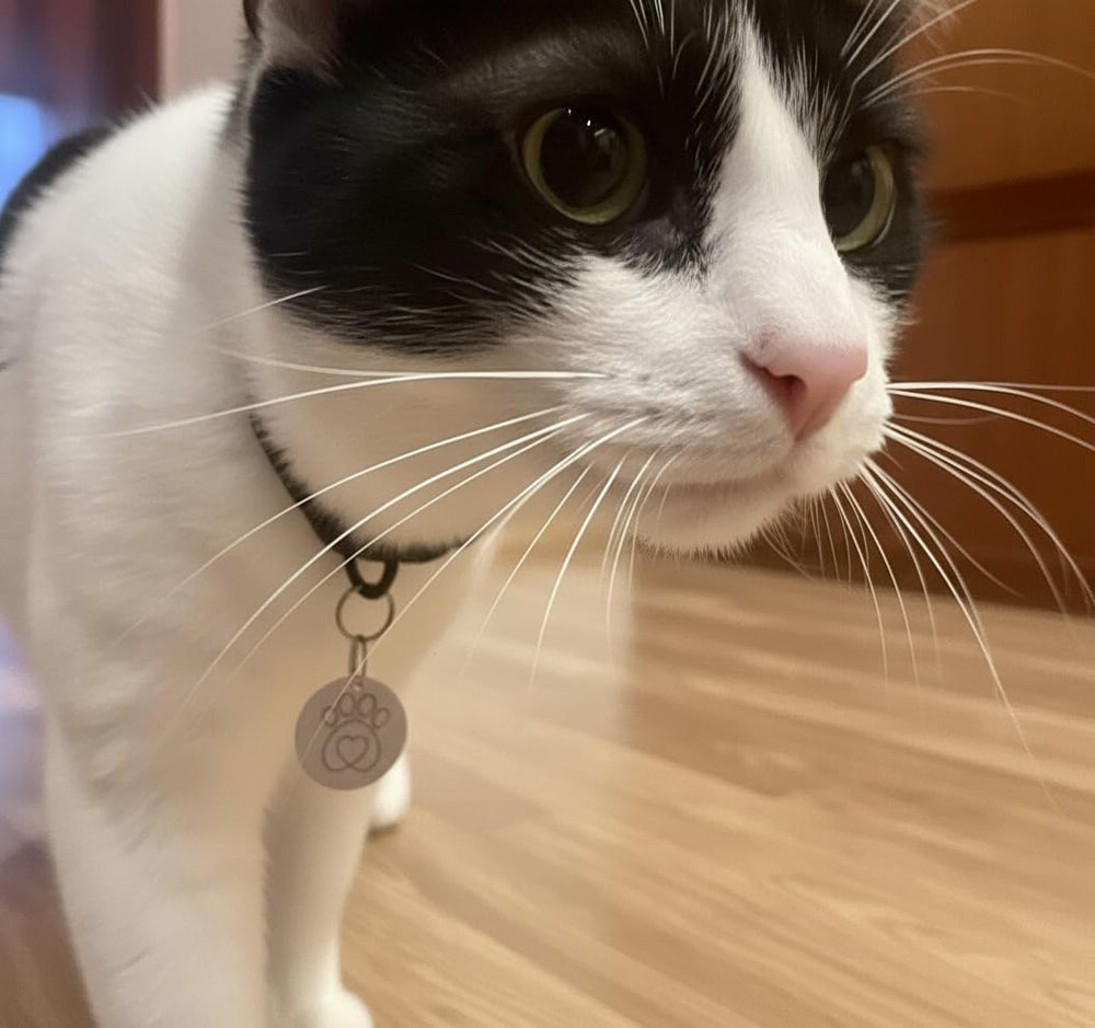 PETQUALITY Show That Love 25mm diameter tag highlights compact collar fit.