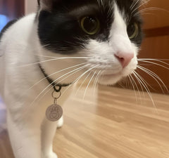 PETQUALITY Show That Love 25mm diameter tag highlights compact collar fit.