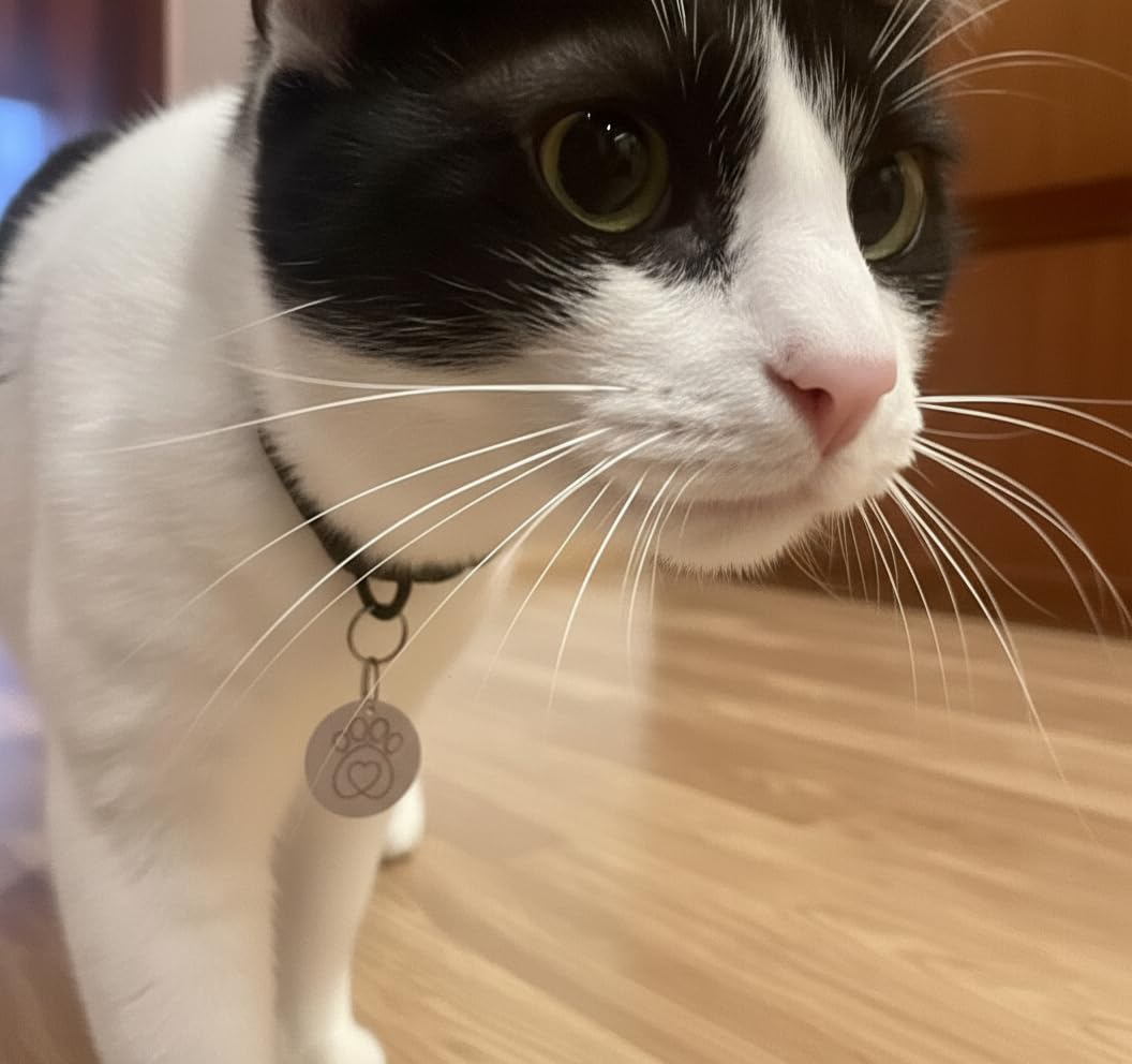 PetQuality no-microchip entry feature highlights flexible entry for cats without compatible chips.
