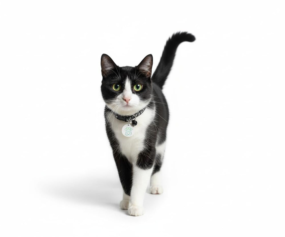 PetQuality sleek cat flap accessory image highlights simple clip and reliable operation.