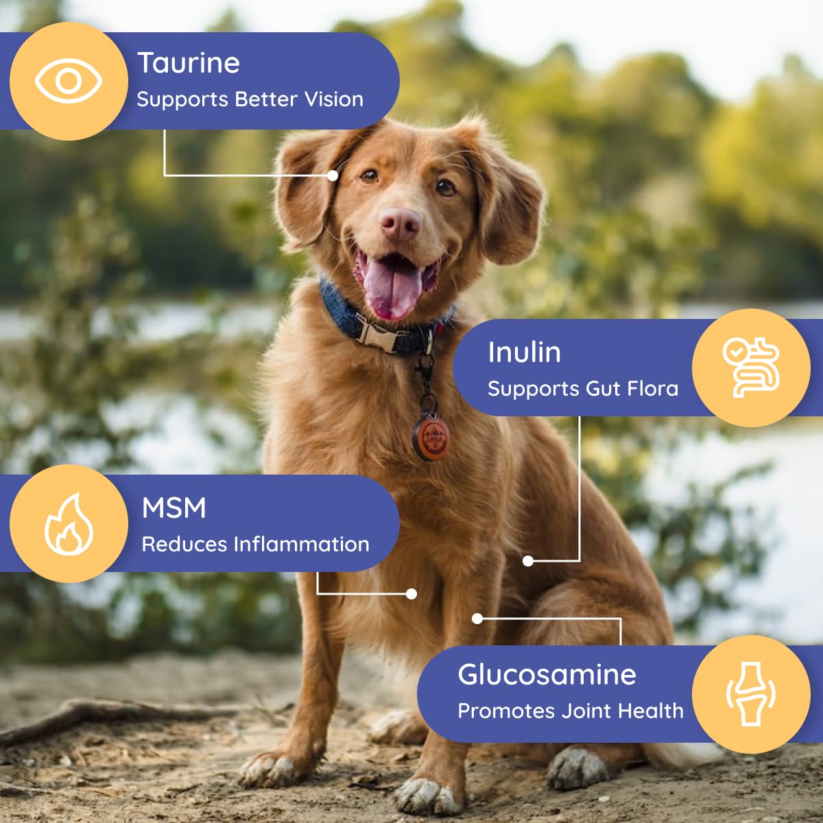 Petralyte brand ethos in action supporting dogs in need