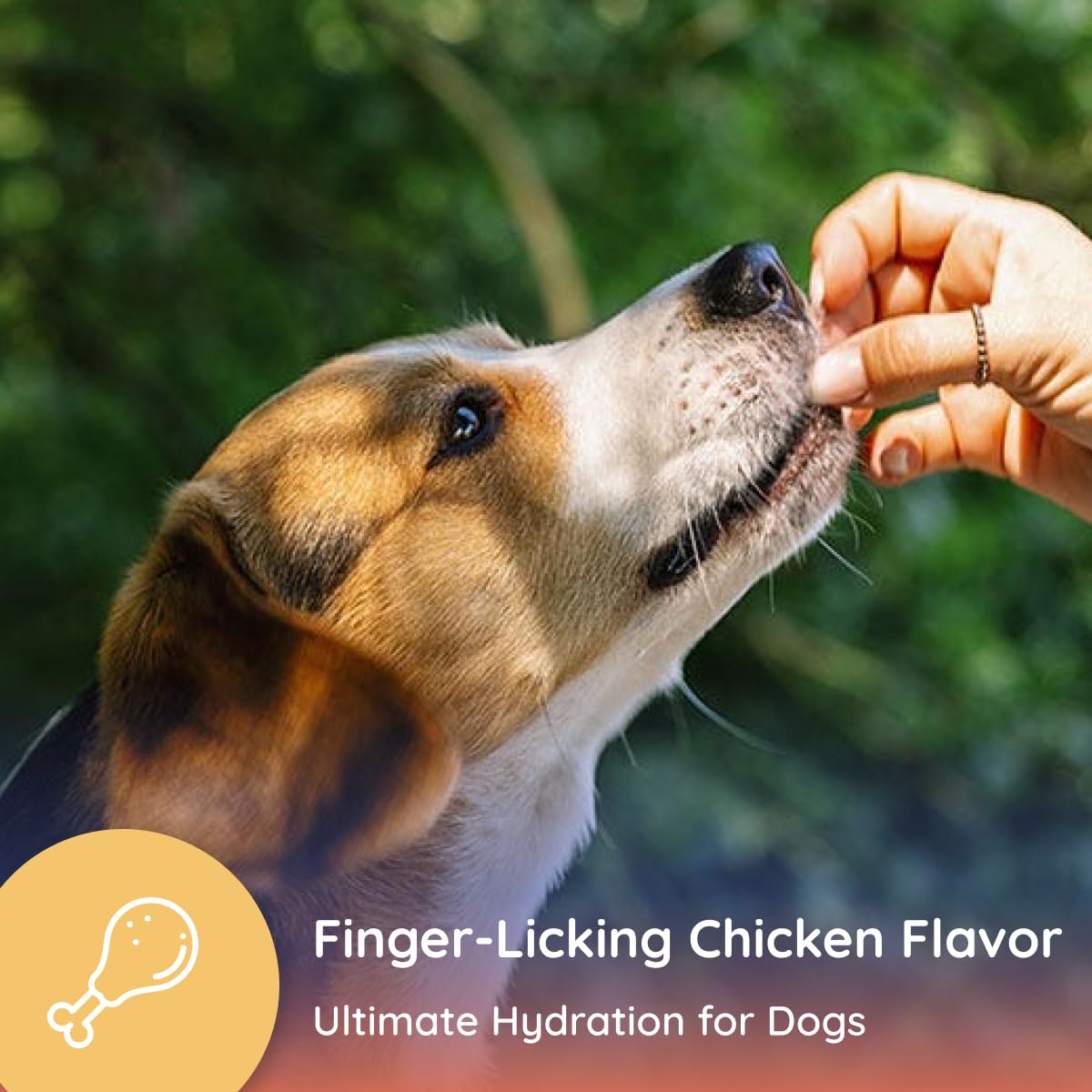 Petralyte dog running outdoors ready hydration and endurance