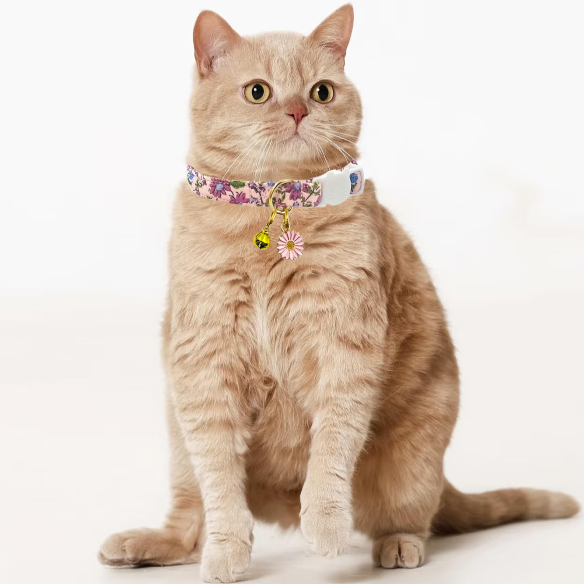 PETS ARE FUN mouse toy included for added playtime and engagement.