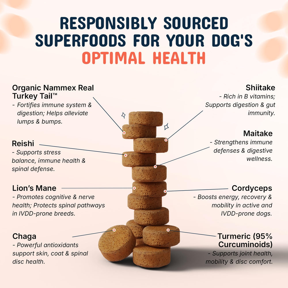 Pets Are Kids Too turmeric-cordyceps-chaga blend in chews promoting joint comfort potential