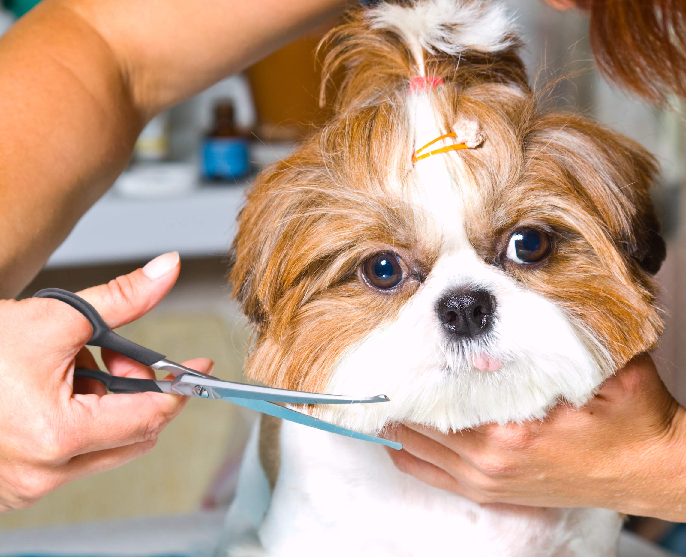 Pets First dog scissors face close-up for delicate areas and precise trimming.