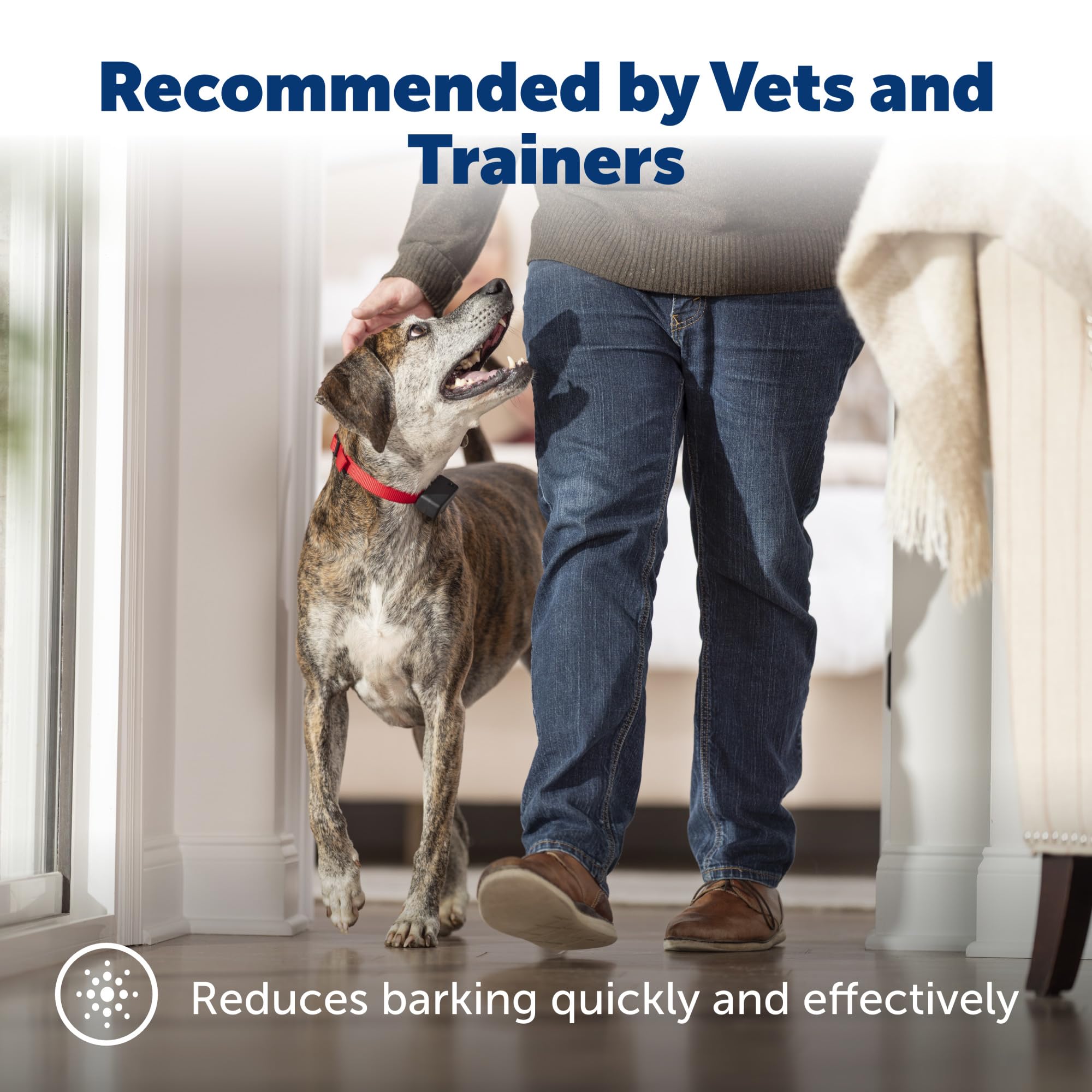 PetSafe Basic Bark Control Collar worn on dog during indoor and outdoor training.