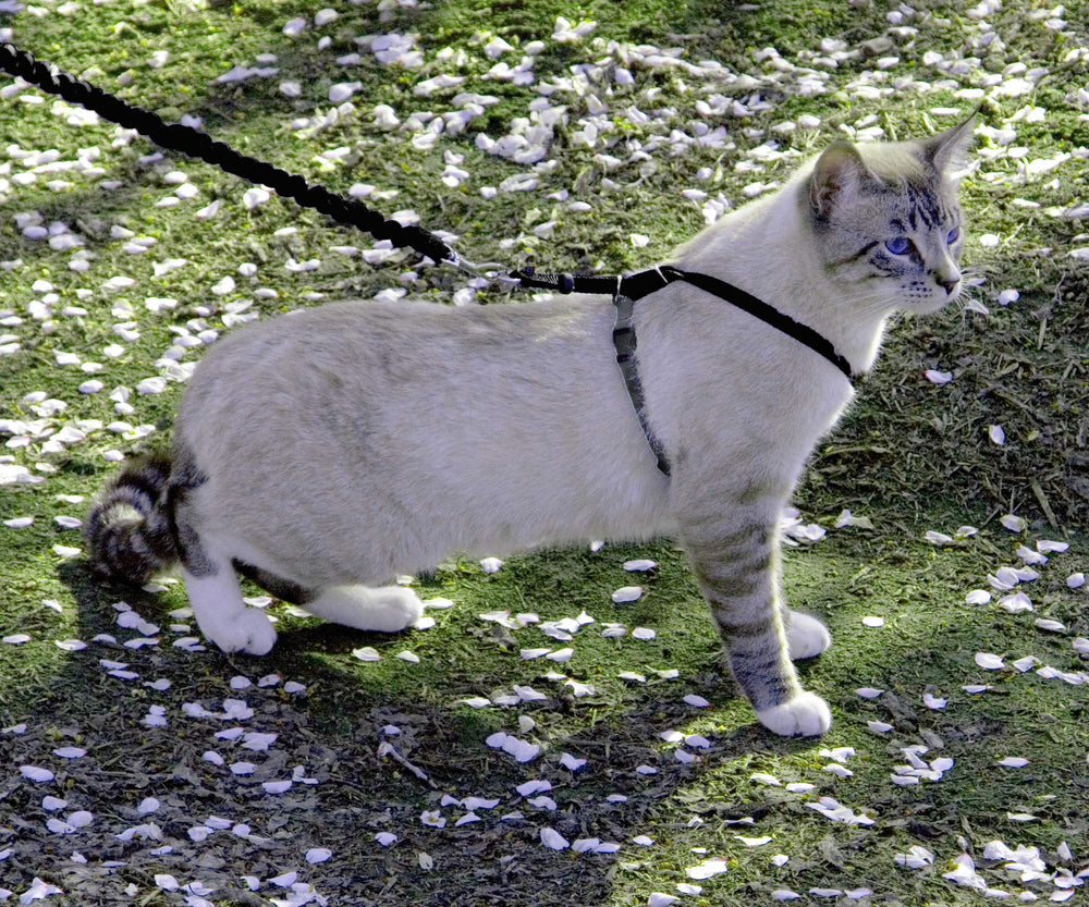 PetSafe Come With Me Kitty Bungee Leash extended for gentle, controlled tension during walks.