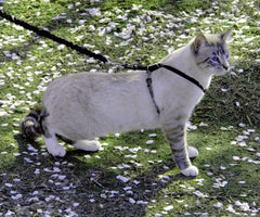 PetSafe Come With Me Kitty Bungee Leash extended for gentle, controlled tension during walks.