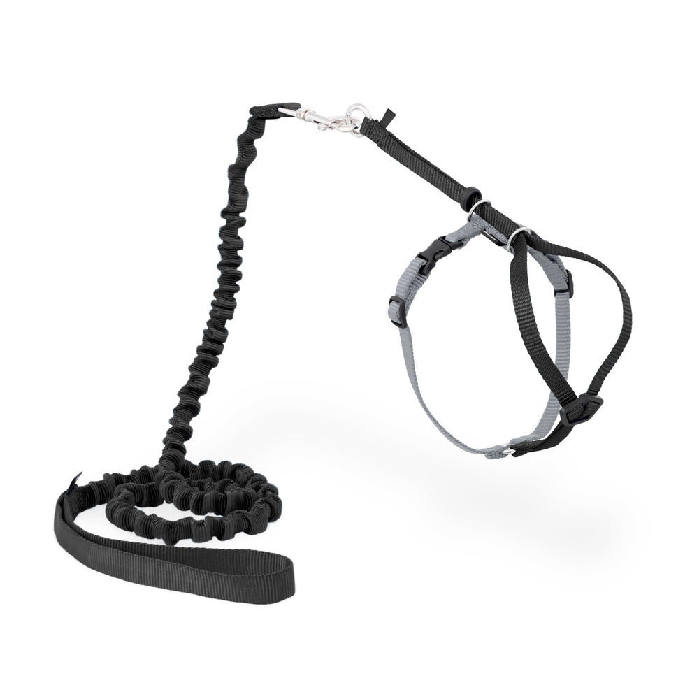 PetSafe Come With Me Kitty Harness on a cat enables secure outdoor exploration.