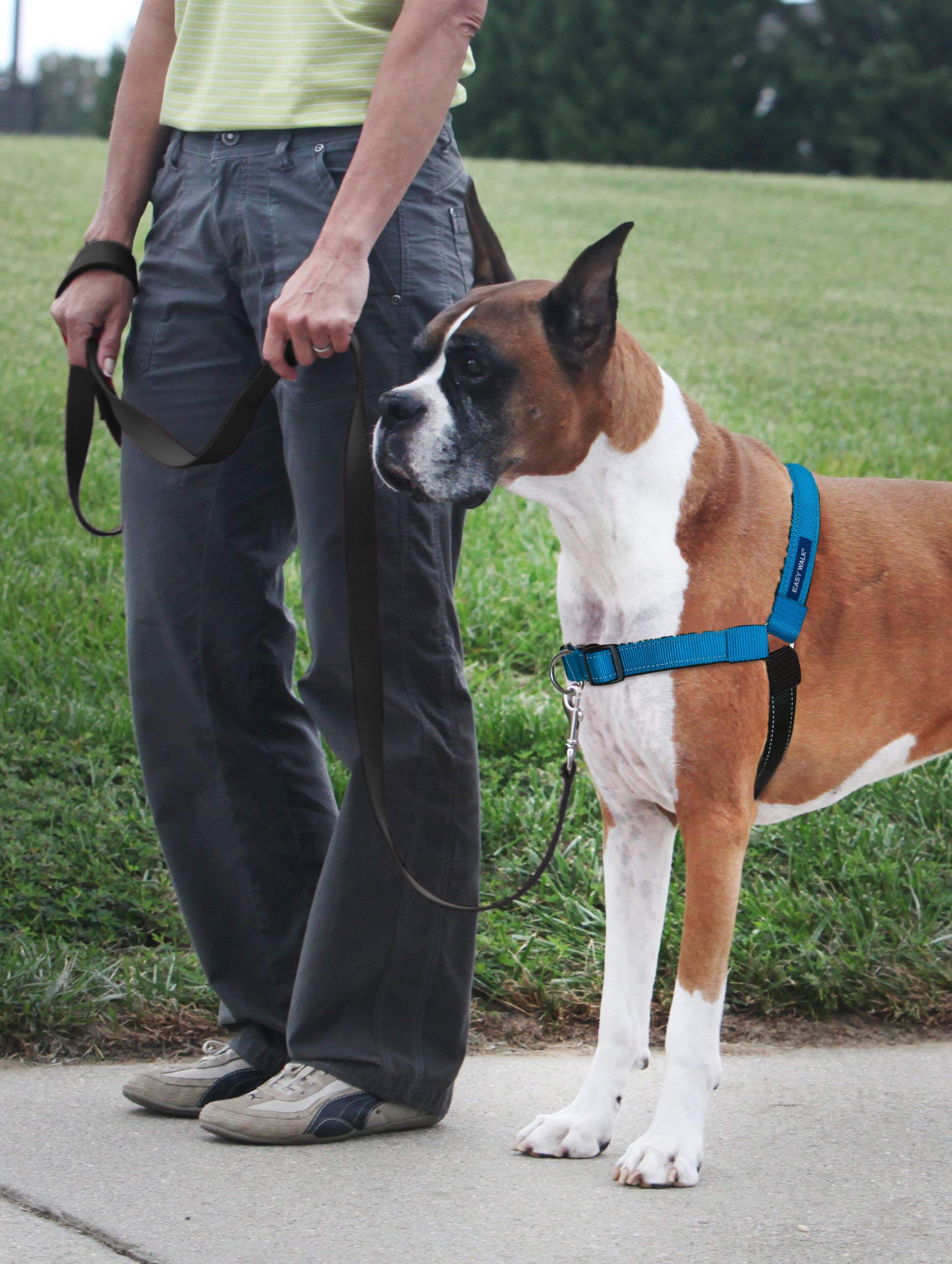 PetSafe Deluxe Easy Walk Harness martingale loop demonstrates gentle pressure to curb pulling.