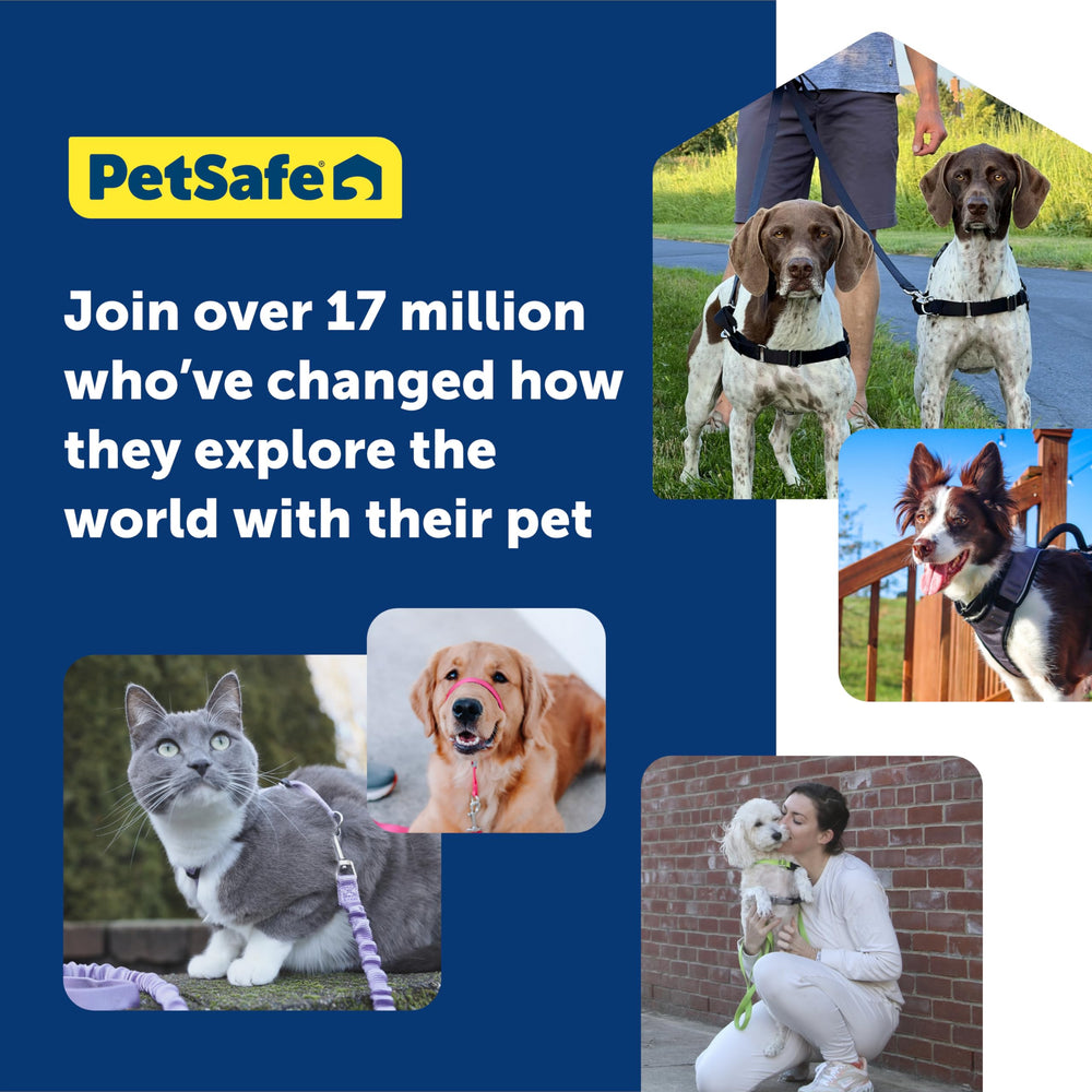 PetSafe Easy Walk harness on dog during a walk demonstrates front clip control