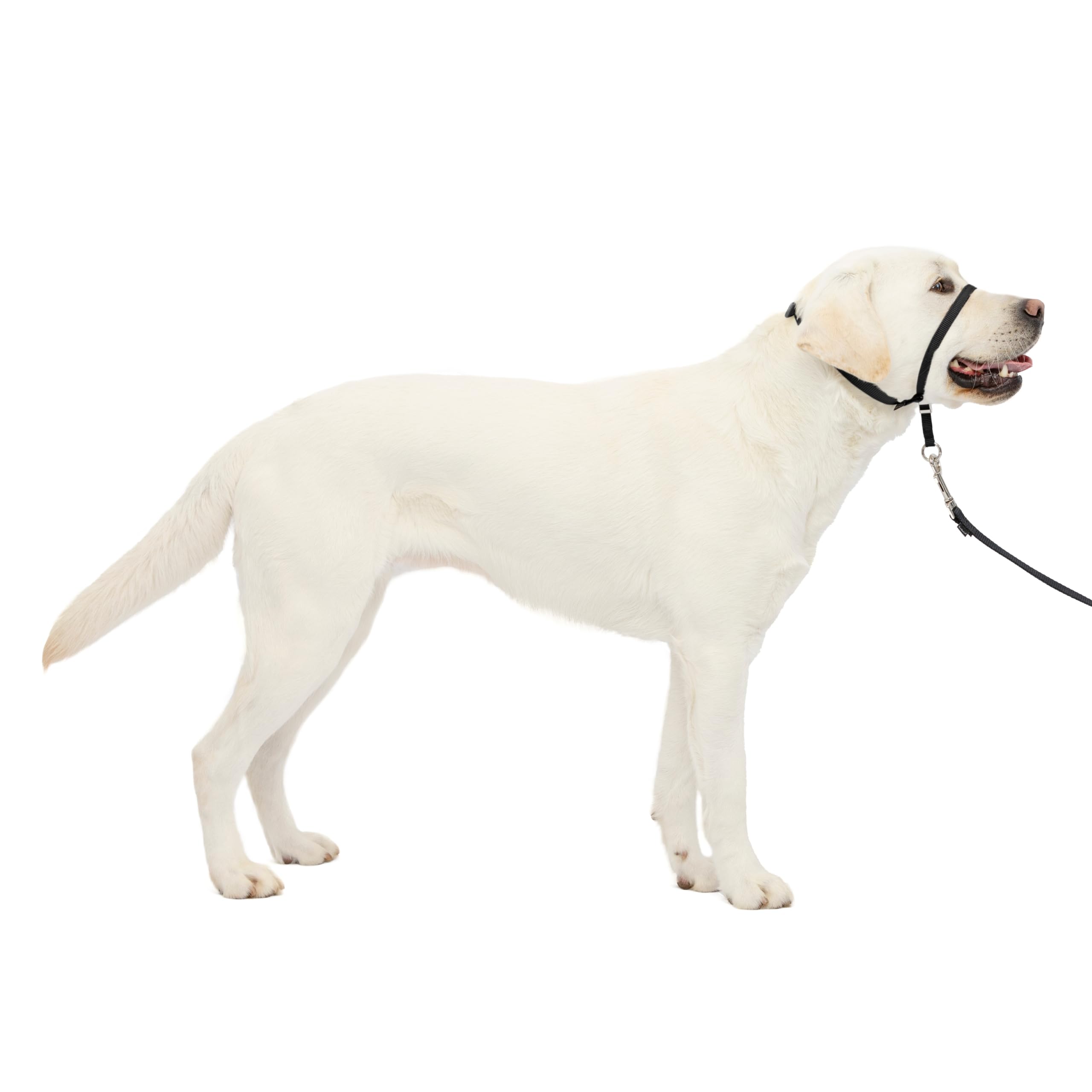Petsafe Gentle Leader nose loop close-up demonstrates gentle, controlled walking.
