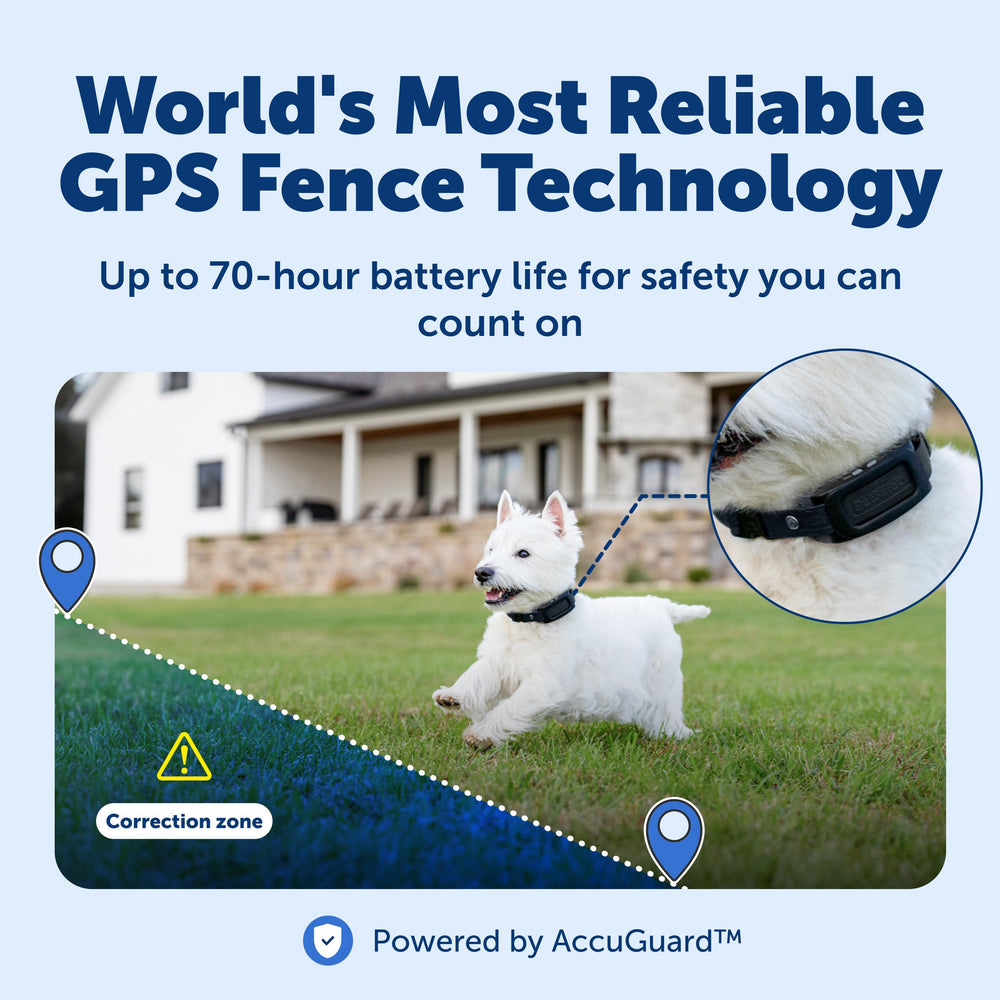 PetSafe Guardian GPS 2.0 real-time tracking in action during outdoor walk.