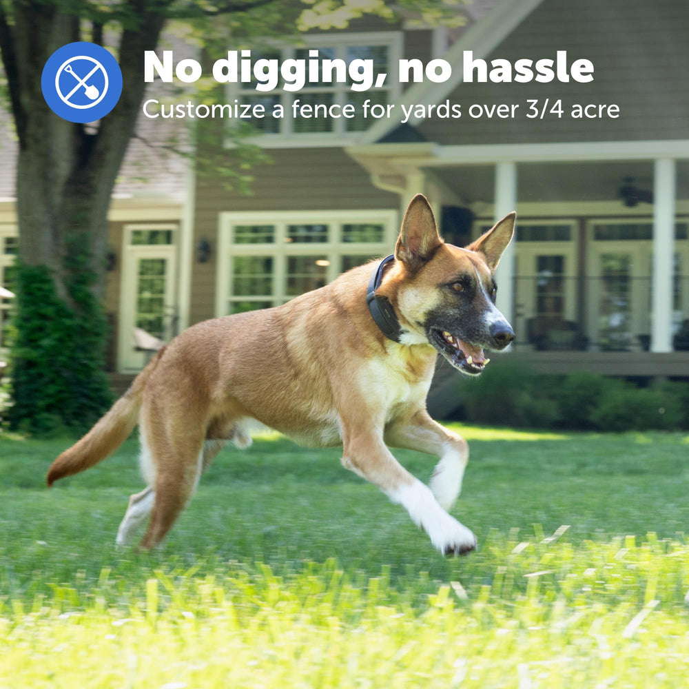 PetSafe Guardian waterproof collar enduring rain and playful yard sessions