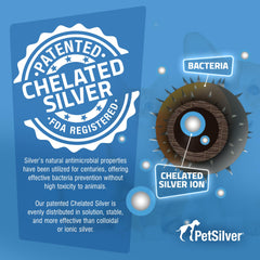Cat-focused image highlights nasal relief support from PetSilver Immune Support.