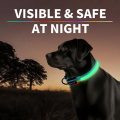 PetIsay Premium LED Dog Collar side glow enhances visibility behind bushes.
