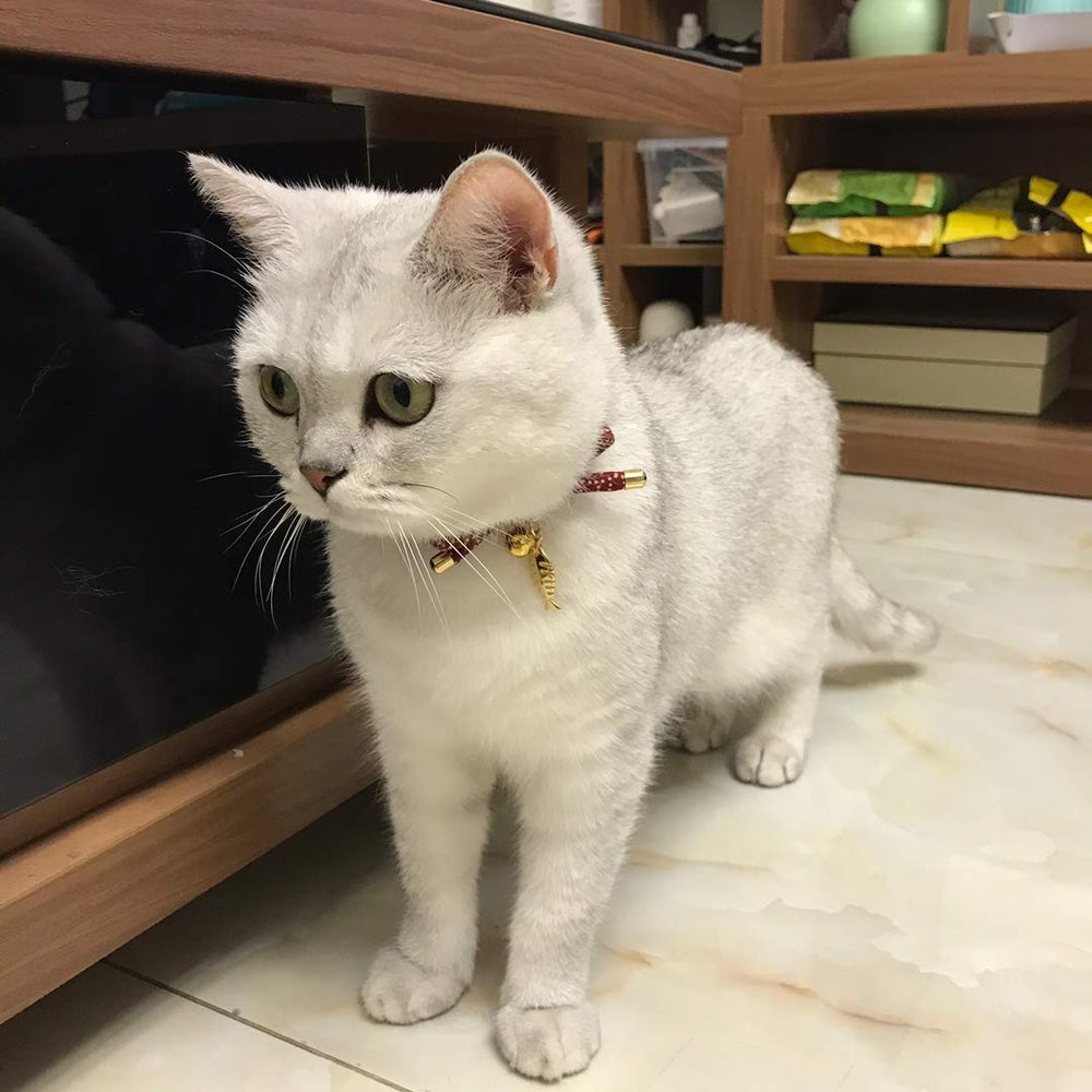 PetSoKoo lightweight cat collar during play and rest.