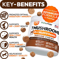 Petsology lions mane dogs chews highlight cognitive focus and energy
