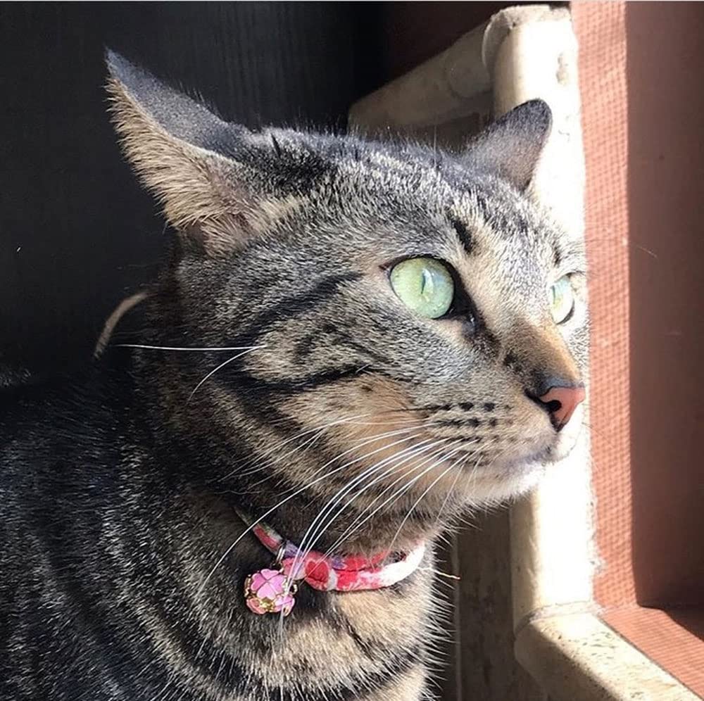 PetSoKoo adjustable collar size enables a comfortable fit for growing kittens.