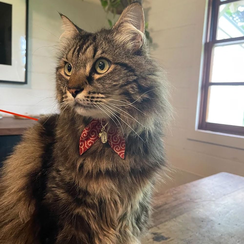 PetSoKoo adjustable neckband demonstrates customizable fit for cats