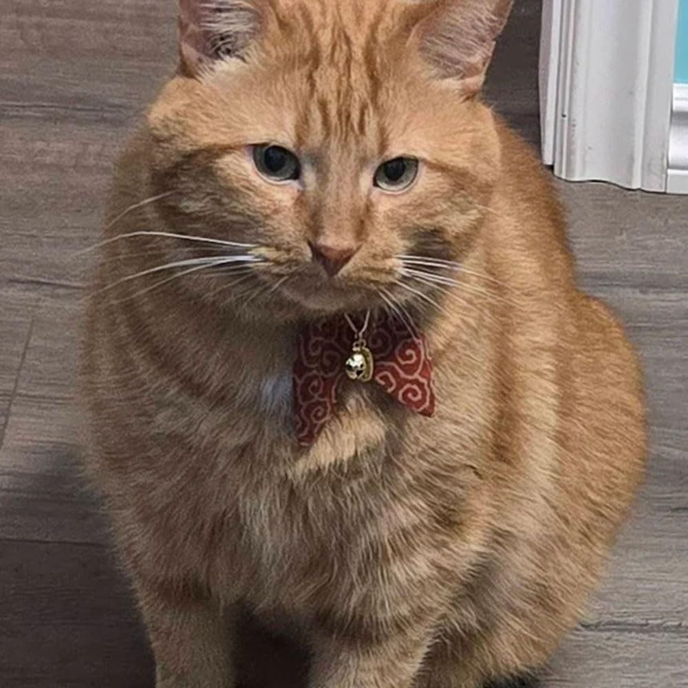 PetSoKoo bell on collar suggests gentle alert sound for easy spotting