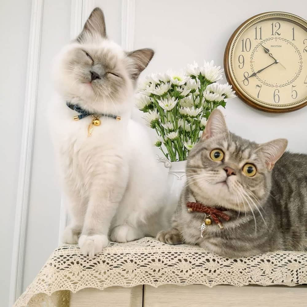 PetSoKoo collar gato algodón suave, ligero para uso diario.