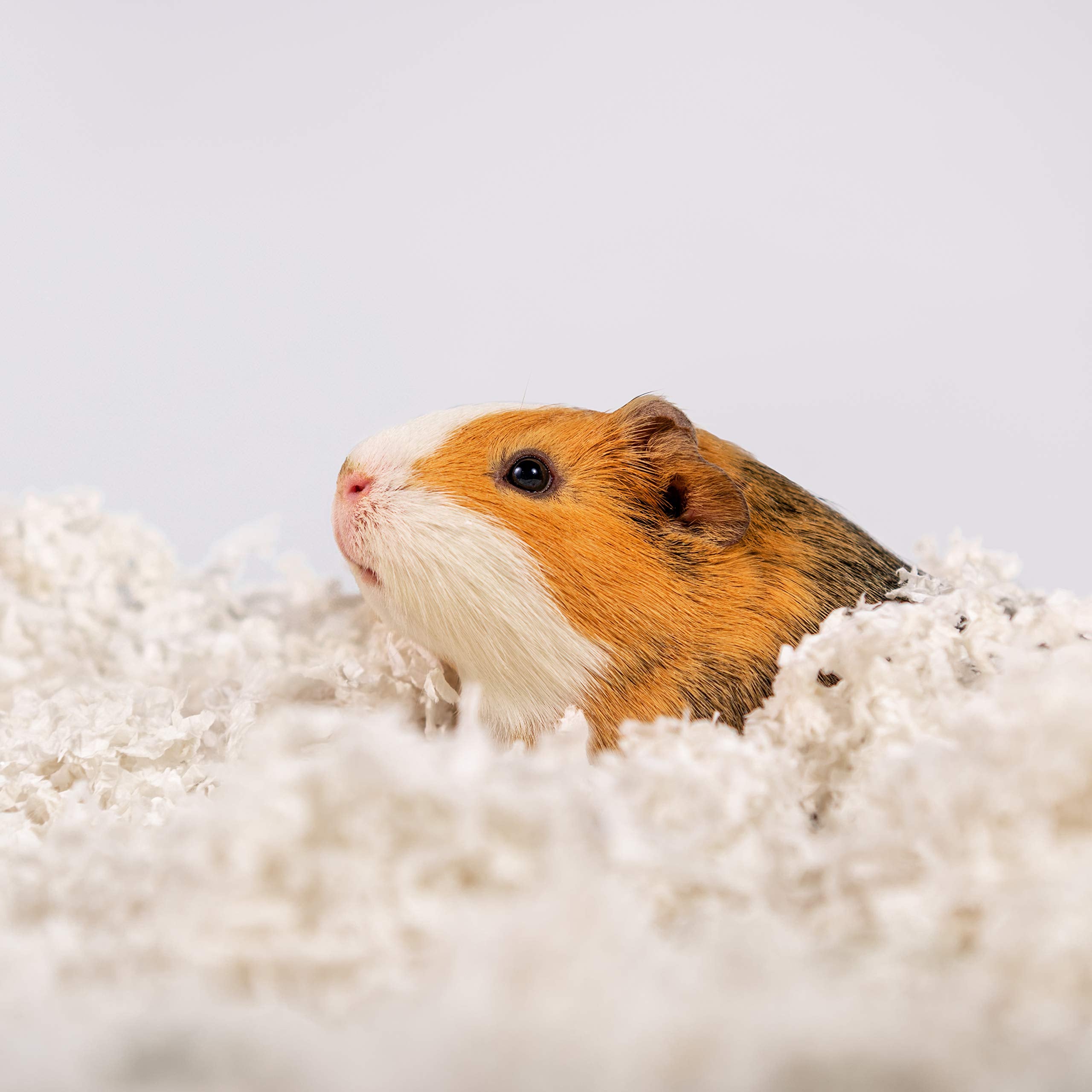 PETSPICK Uber Soft Paper Bedding dust-free profile highlights safe, clean pet habitat.