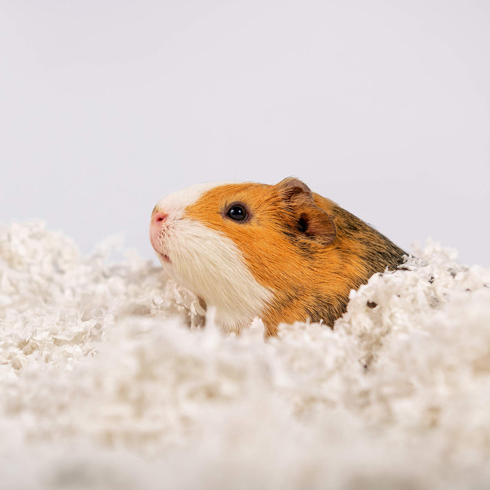 PETSPICK Uber Soft Paper Bedding dust-free profile highlights safe, clean pet habitat.