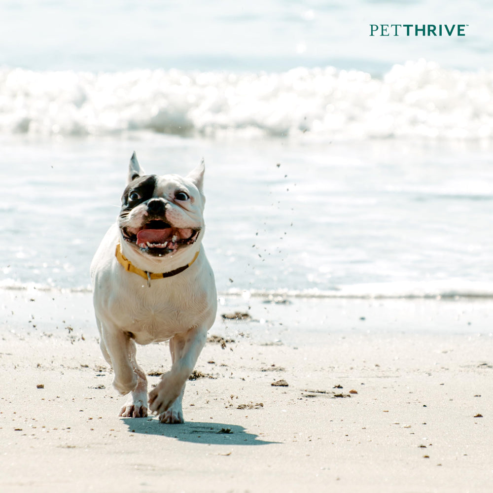 PetThrive USA-made label on packaging reinforces quality in dog joint wellness