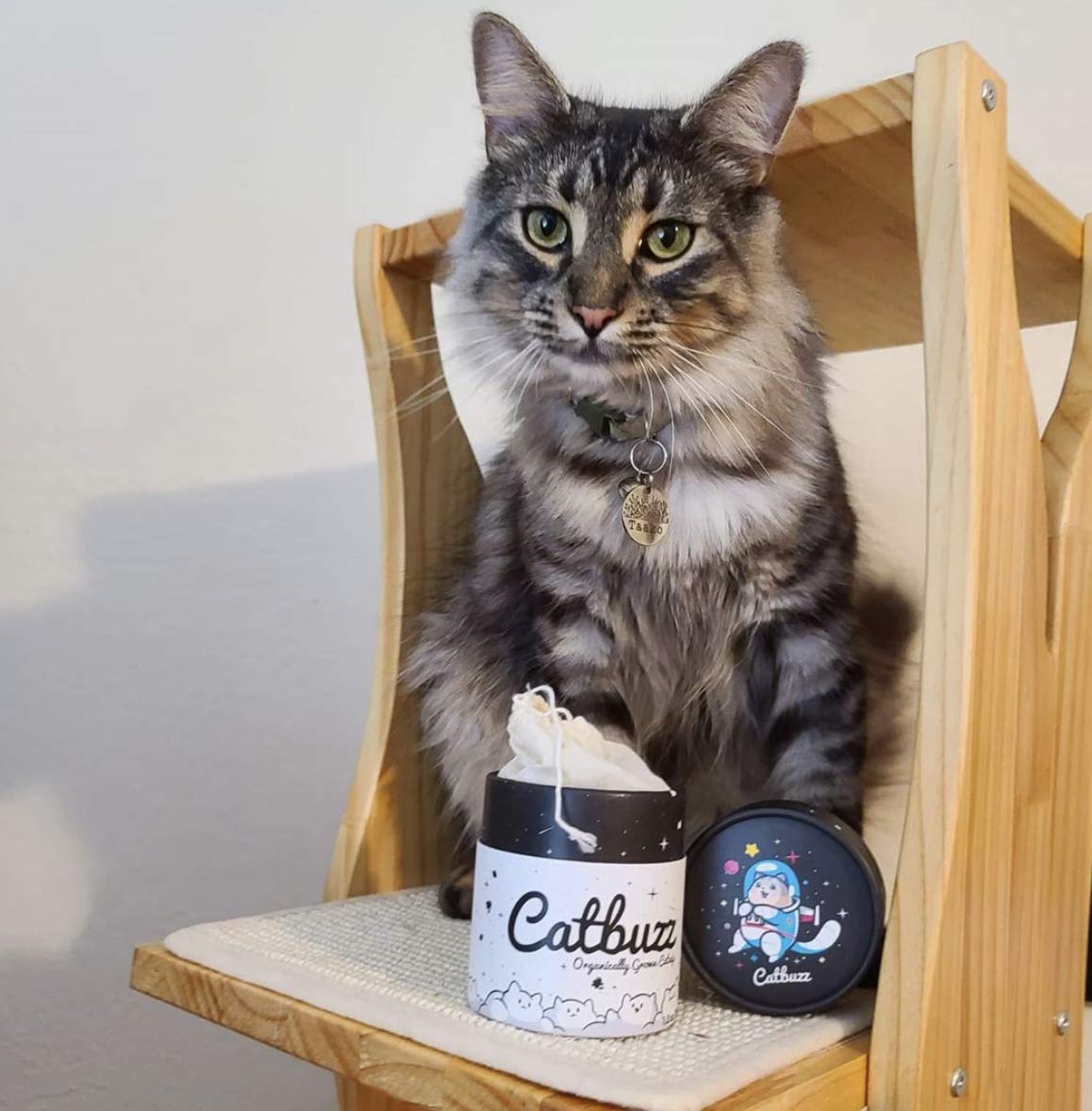 Pettobox Catbuzz donation initiative supports animal nonprofits aligning with responsible gifting.