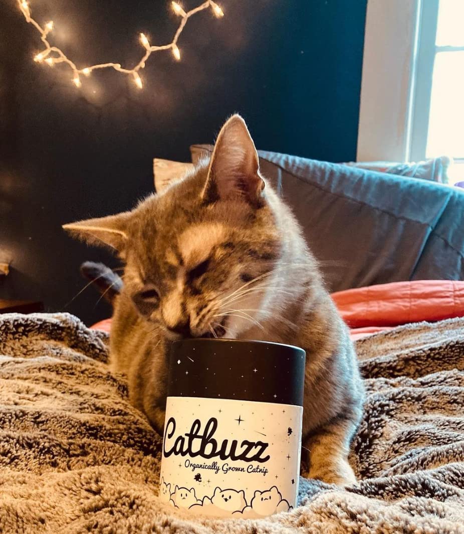 Pettobox Catbuzz eco-friendly tube packaging makes storage simple and sustainable.
