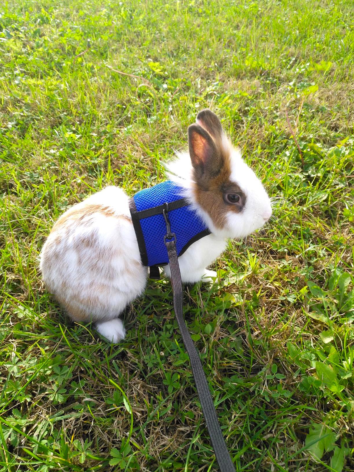 PETTOM bunny-harness-neck-chest-measurements help ensure the right size for your pet.