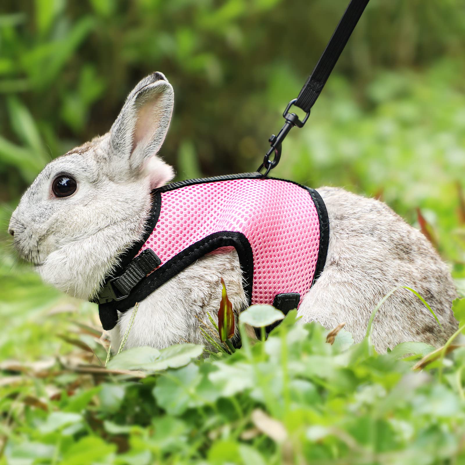 PETTOM bunny harness size-chart image with range XS-XL for rabbits