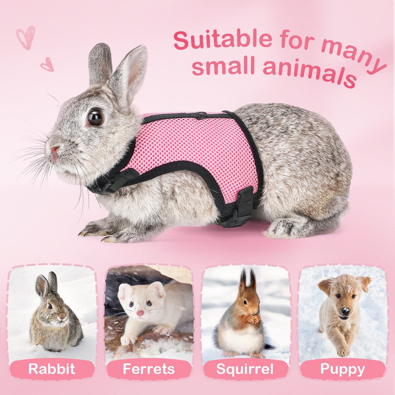PETTOM bunny leash extendable 120-200cm demonstrates flexible roaming