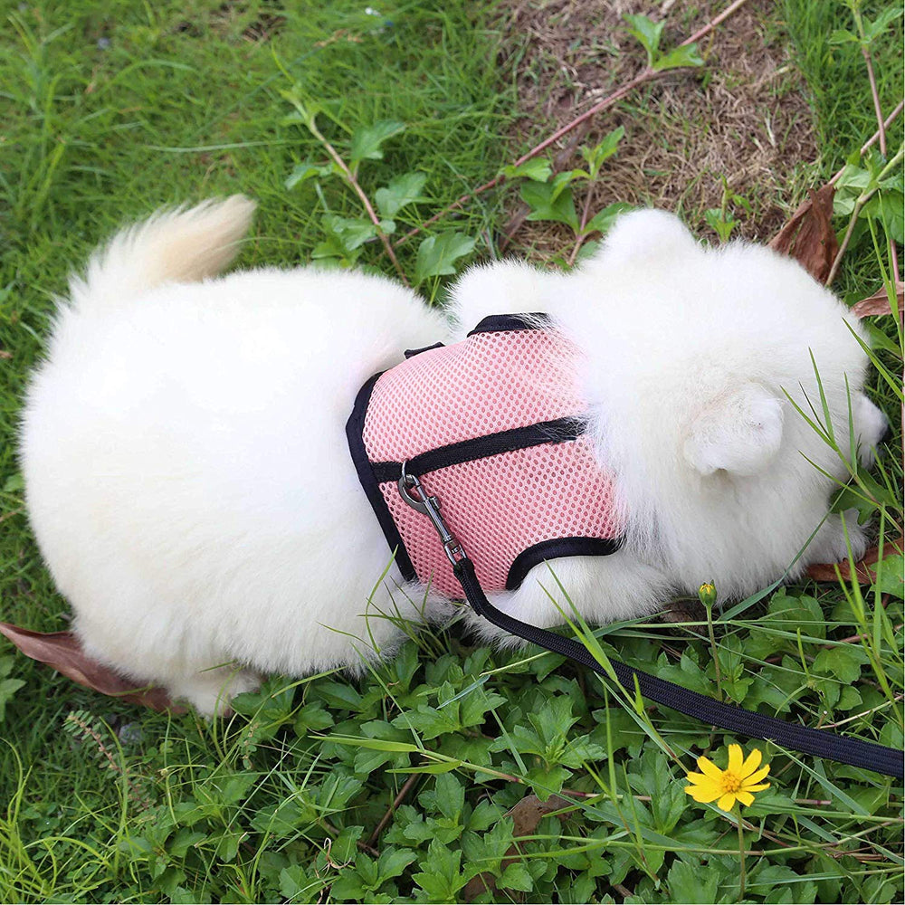 PETTOM-small-pets-walking-harness fits rabbits, cats, and other tiny companions.
