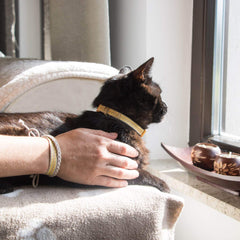 Pettsie Breakaway kitten collar yellow on-cat demonstrating adjustable comfortable fit