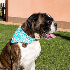 Pettsie dog bandana collar turquoise D-ring leash attachment for daily walks.