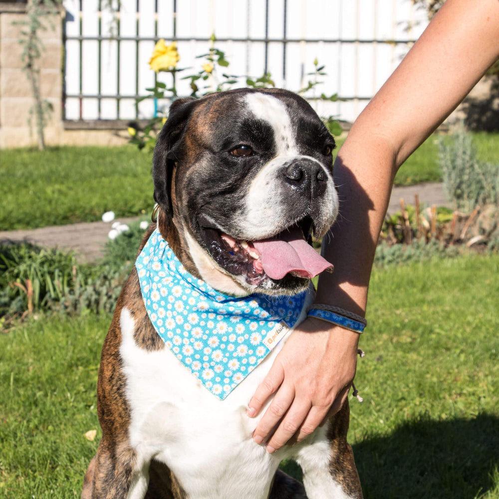 Pettsie dog bandana collar turquoise removable bandana enables quick styling changes.
